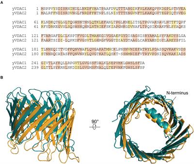 Voltage-Dependent Anion Selective Channel Isoforms in Yeast: Expression, Structure, and Functions